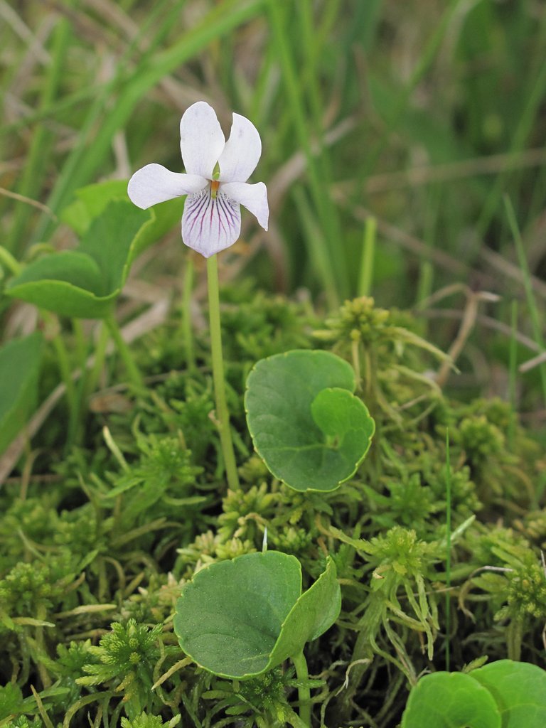 Viola palustris